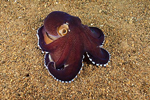 Veined octopus (Octopus marginatus) Anilao Philippines Poster Print by VWPicsStocktrek Images (x )