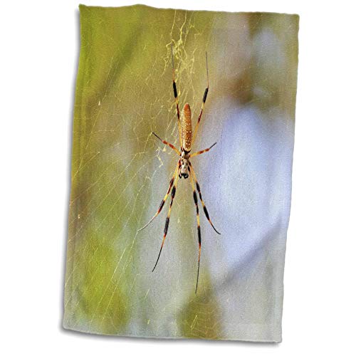 dRose Golden Silk orb Weaver Spider in Florida Towels (twl )