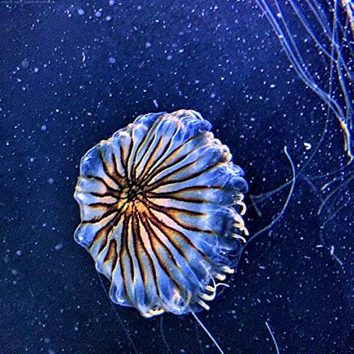 Lion's Mane Jellyfish