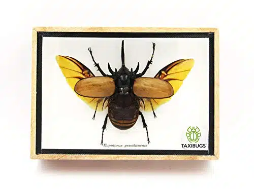Real Horned BeetleEupatorus Gracilicornis Flying Form Taxidermy in Transparent Box Display (Wooden Box) (Wooden Box)