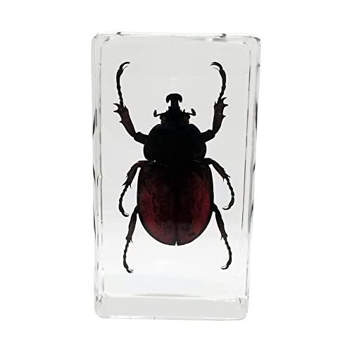 Real Japanese Rhinoceros Beetle Insect Specimens in Resin Paperweight Crafts, Animal Taxidermy Collection for Science Education & Desk Ornament (Japanese Rhinoceros Beetle)