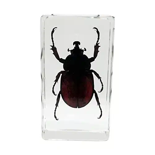 Real Japanese Rhinoceros Beetle Insect Specimens in Resin Paperweight Crafts, Animal Taxidermy Collection for Science Education & Desk Ornament (Japanese Rhinoceros Beetle)