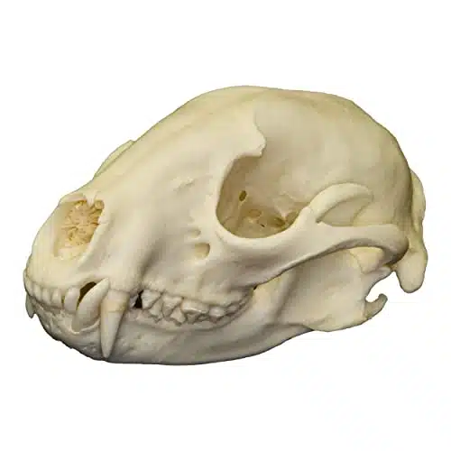 Real Raccoon Skull A Quality