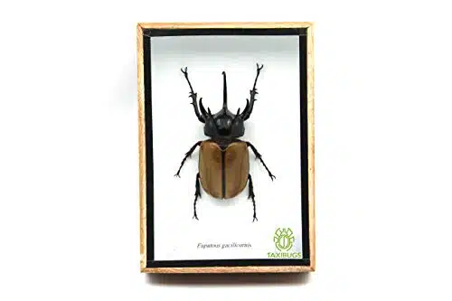 TAXIBUGS Rare Giant Horn RhinoRhinoceros Beetle, Eupatorus gracilicornis, Taxidermy Insect Box Entomology Gift (Wooden Box)