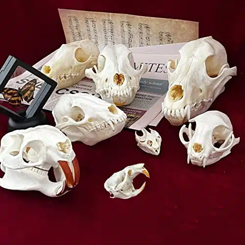 ZCZC PCS Combination Real Animal Skull specimens of catMuskratNutriaMinkFoxRaccoonTurtle, Taxidermy Skull Decoration for Home, Specimen Collectibles Study, Special Gifts