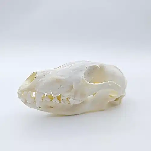 ZONYANSO Natural Animal Skull Real Bone Specimen Taxidermy Fox Skull Raccoon Dog Skull Cat Skull Mink Skull Turtle Skull Science Education Special Gift (Fox Skull)